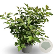 Viburnum opulus 'Compactum' 80-100 cm met kluit