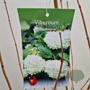 Viburnum opulus 'Roseum' 100-125 cm 10L