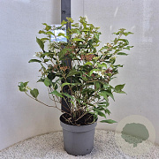 Viburnum plic. 'Watanabe' 60-70 cm 7,5L