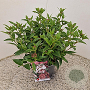 Viburnum tin. 'Eve Price' 30-40 cm 2,5L