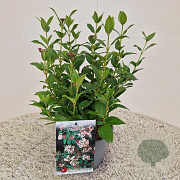 Viburnum tinus 30-40 cm 2,5L