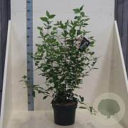 Viburnum tinus 80-100 cm 10L