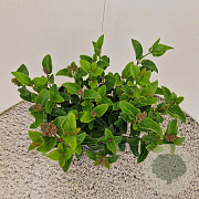 Viburnum tin. Lisarose 30-40 cm 2,5L