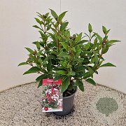 Viburnum tin. Spirit 30-40 cm 2,5L