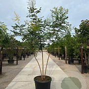 Koelreuteria paniculata 200-250 cm container meerstammig extra