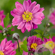 Anemone hyb. 'Pamina' GM P9