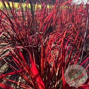 Andropogon 'Red October' GM P9