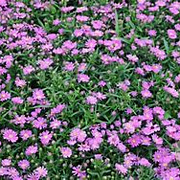 Aster n.-b. 'Karminkuppel' GM P9