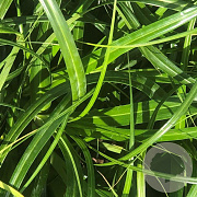 Carex Ribbon Falls GM P9