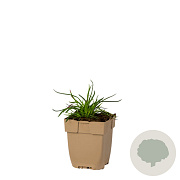 Dianthus carthusianorum GM  P11
