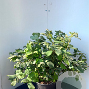 Fothergilla major 25-30 cm 3,0L