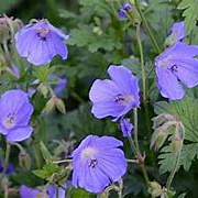 Geranium 'Femme Fatale' GM P9