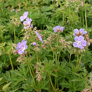 Geranium pr. 'Mrs Kendall Clark' GM P9