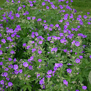 Geranium sylv. 'Mayflower' GM P9