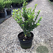 Ilex crenata 'Caroline Upright' 30-40 cm 3,0L