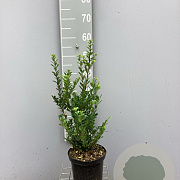 Ilex crenata 'Caroline Upright' 30-40 cm 3,0L