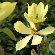 Magnolia 'Maxine Merrill' 30-40 cm 3,0L