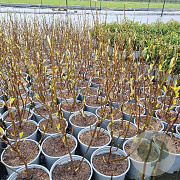 Magnolia soulangeana 30-40 cm 3,0L