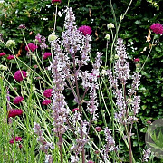 Nepeta nuda 'Anne's Choice' GM P9