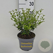 Osmanthus burkwoodii 30-40 cm 3,0L