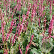 Persicaria a. 'Seven Oaks Village' GM P9