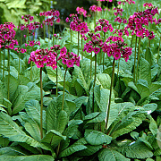 Primula bulleesiana GM P9