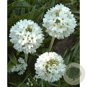 Primula dent. 'Alba' GM P9