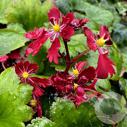 Saxifraga fortunei 'Beni-tsukasa' GM P9