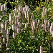 Sanguisorba 'Sotomayor' GM P9
