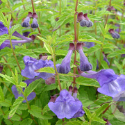 Scutellaria scordiifolia GM P9