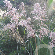 Sorghastrum n. 'Sioux Blue' GM P9
