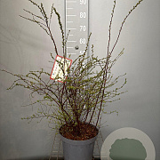 Spiraea cinerea 'Grefsheim' 60-80 cm 7,5L