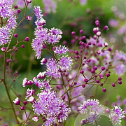 Thalictrum act. 'Perfume Star' GM P9