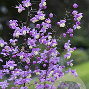 Thalictrum 'Purple Wings' GM P9