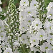 Veronica gent. 'Tissington White' GM P9