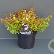 Abelia grandifl. 'Kaleidoscope' 20-25 cm 2,0L