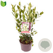 Aronia melanocarpa 'Hugin' 30-40 cm 3,0L