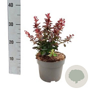 Berberis thunb. 'Atropurpurea Nana' 20-25 cm 2,0L