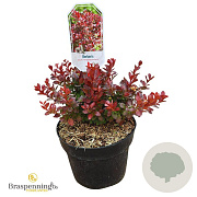 Berberis thunb. 'Atropurpurea Nana' 20-25 cm 3,0L