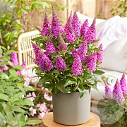 Buddleja d. B. Candy Little Cerise 25-30 cm 3,5L