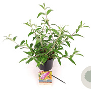 Buddleja d. 'Pink Delight' 30-40 cm 3,0L