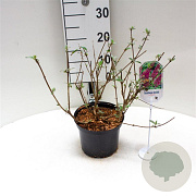 Buddleja d. 'Pink Delight' 30-40 cm 3,0L