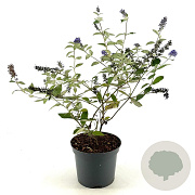 Buddleja Free Petite Blue Heaven 30-40 cm 3,0L