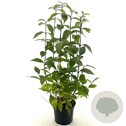 Callicarpa bod. 'Profusion' 30-40 cm 3,0L