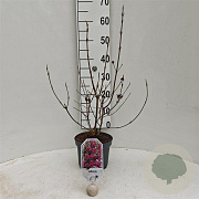 Callicarpa bod. 'Profusion' 30-40 cm 3,0L