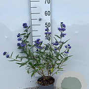 Caryopteris cland. 'Heavenly Blue' 25-30 cm 2,0L