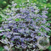 Caryopteris cland. 'Heavenly Blue' GM P15
