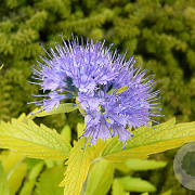 Caryopteris cland. 'Worcester Gold' 20-25 cm 2,0L
