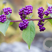 Callicarpa dichotoma 30-40 cm 3,0L