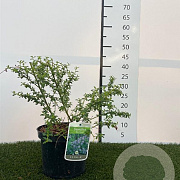 Ceanothus 'Blue Mound' 30-40 cm 3,0L